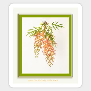 Grevillea, 'peaches and cream' Sticker